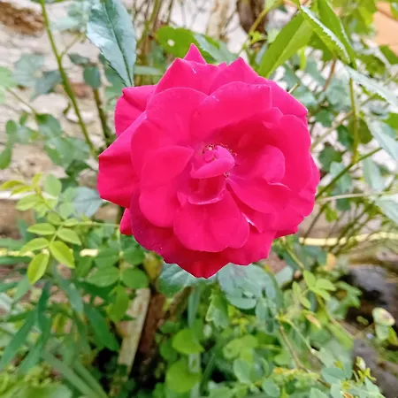 Semesterbostad Au Bonheur Du Puy Moutiers-sur-le-Lay